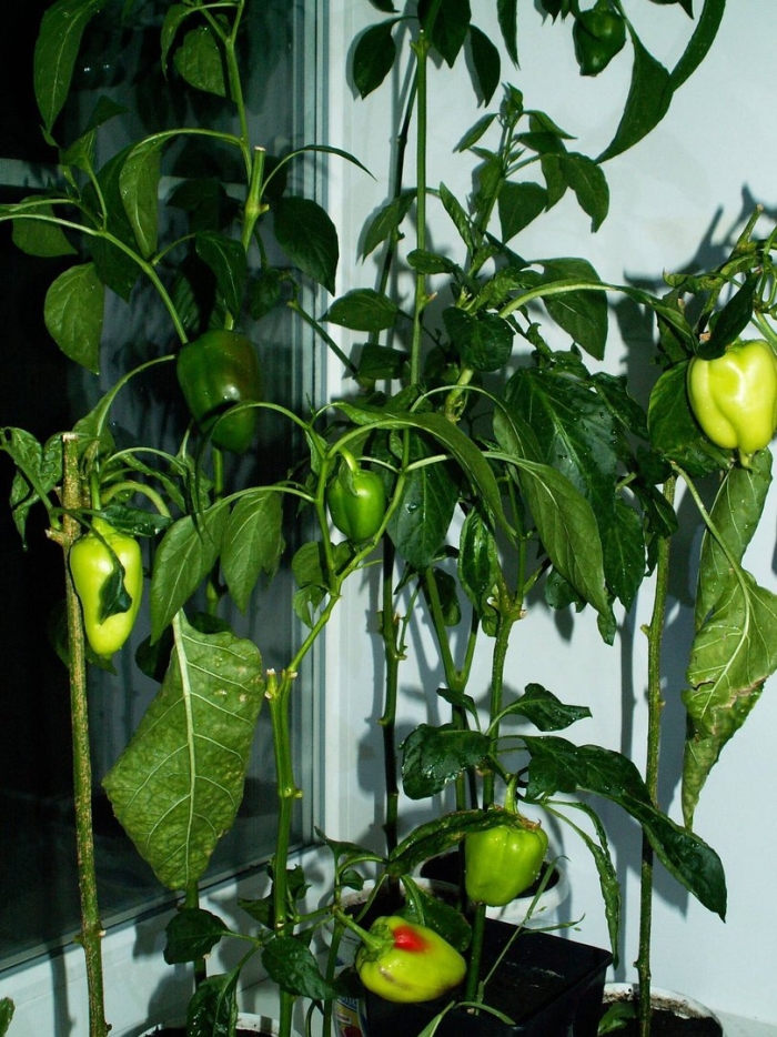 Перец балконный сладкий