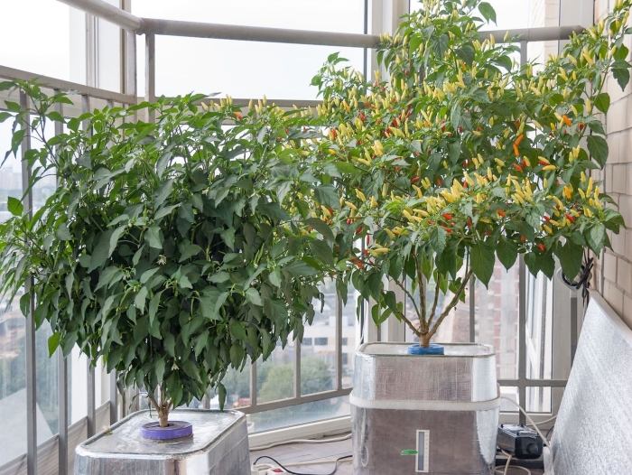 Перец на гидропонике