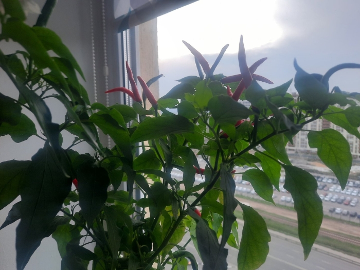 Огород на подоконнике перец