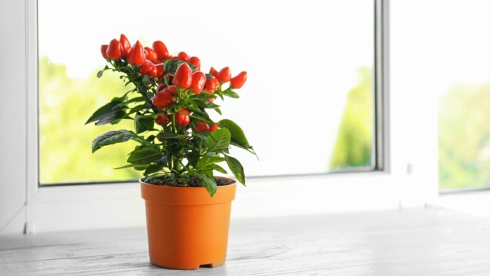 Перец капсикум аннуум