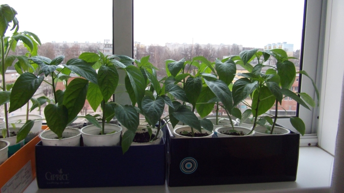 Рассада перца в домашних условиях