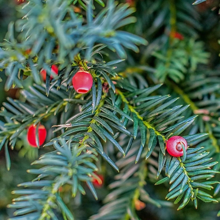 Taxus baccata l.