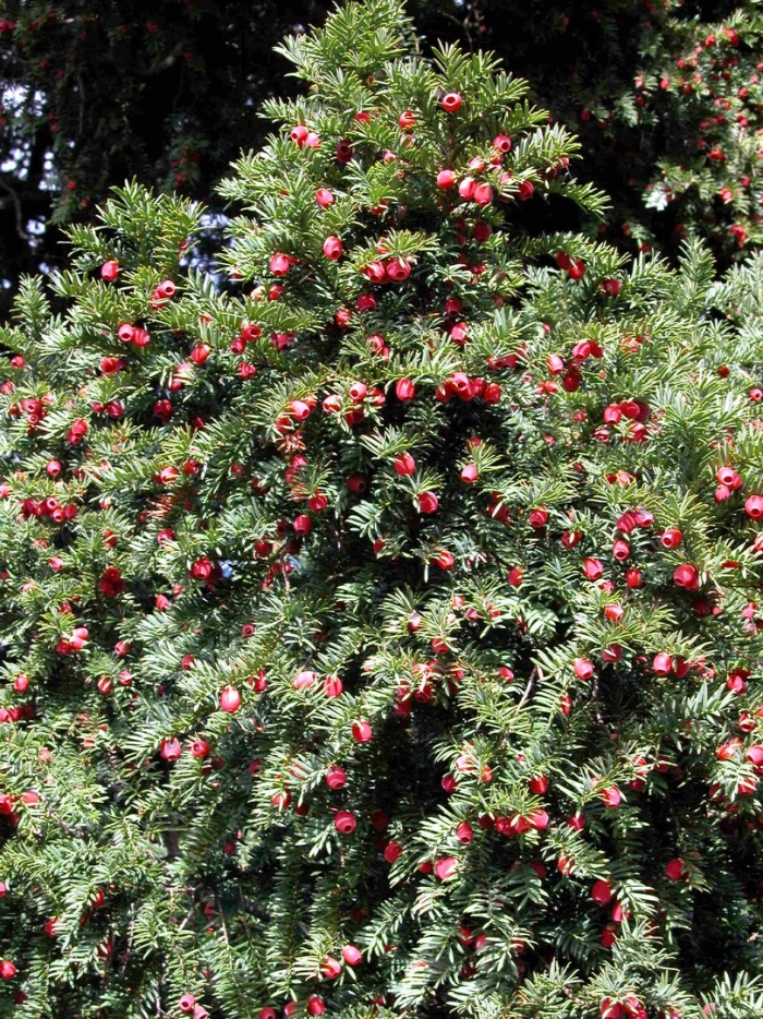 Тисс ягодный (taxus baccata