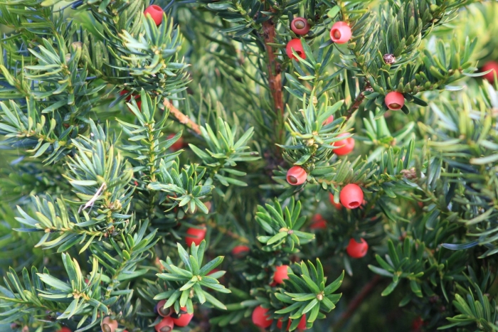 Тис остроконечный taxus cuspidata