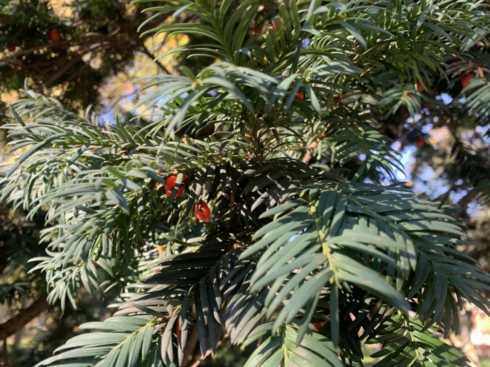 Тис ягодный taxus baccata