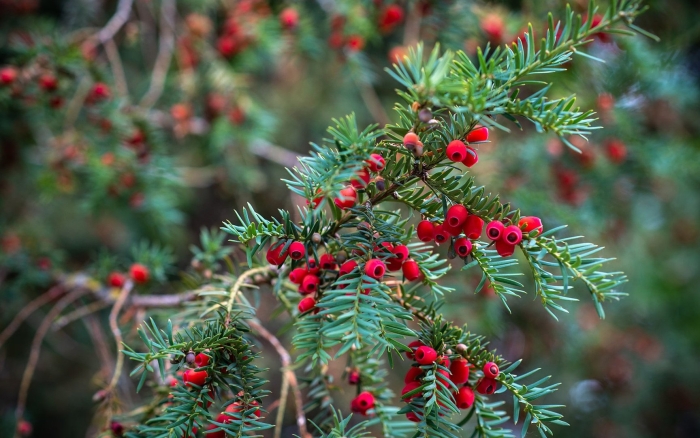 Тисс taxus baccata