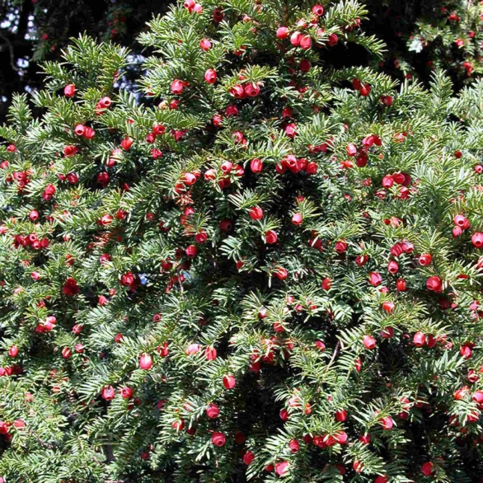 Taxus baccata