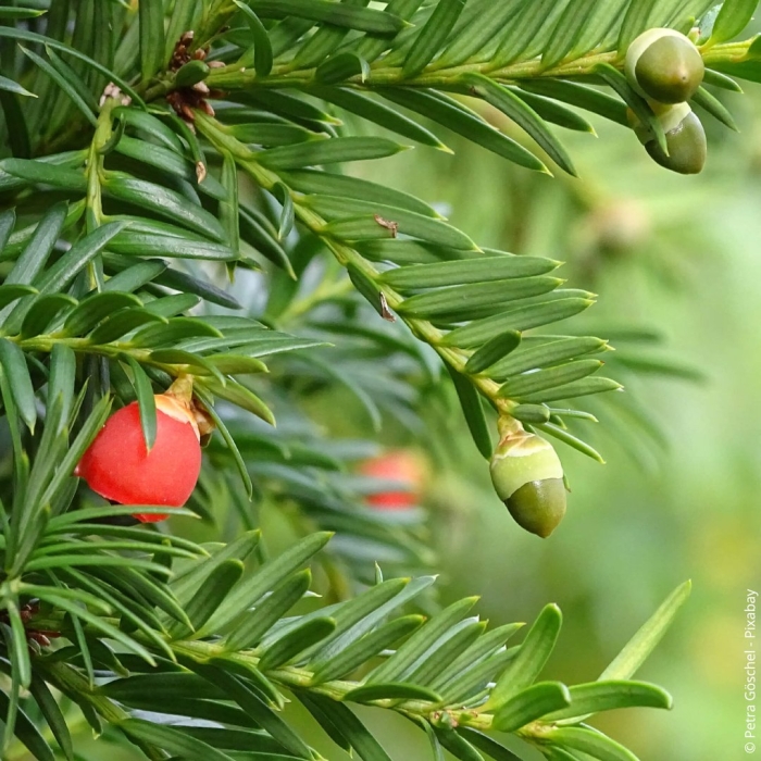 Тис ягодный taxus baccata