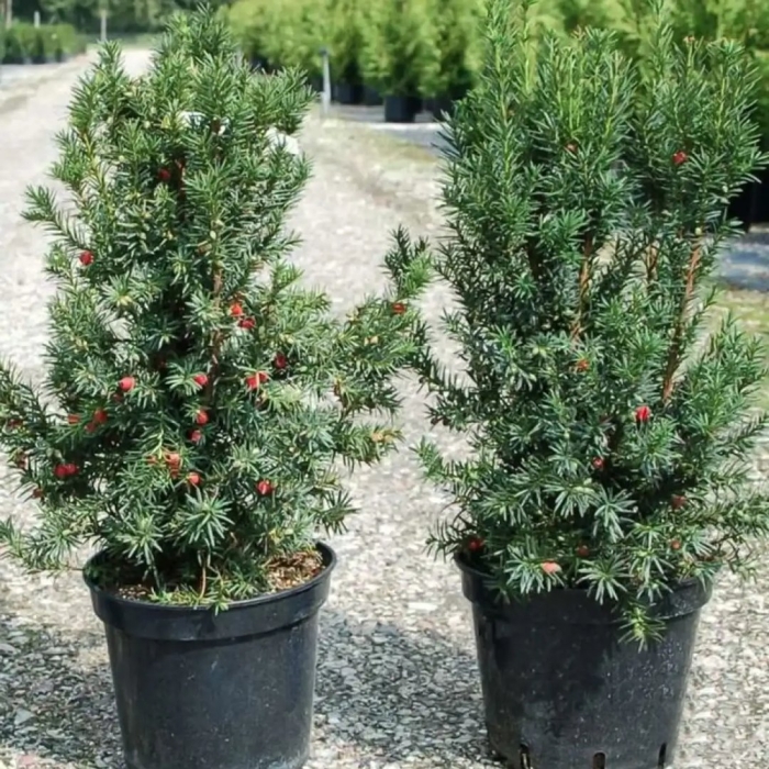 Тис ягодный taxus baccata