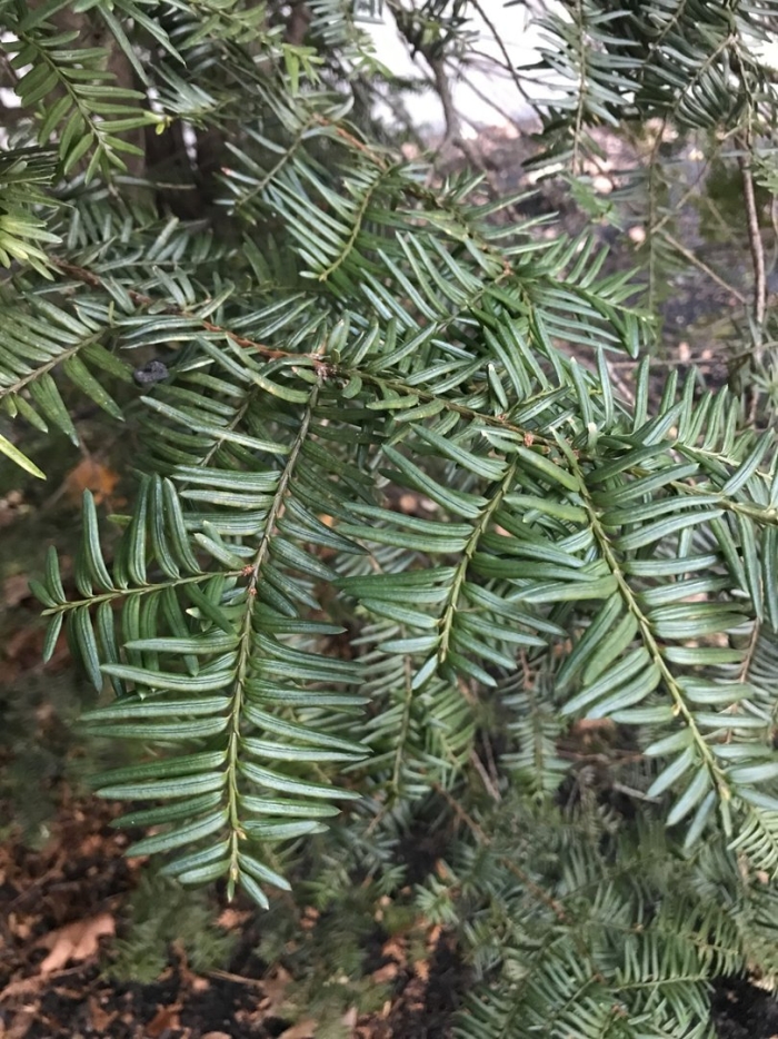 Тис хвойное дерево