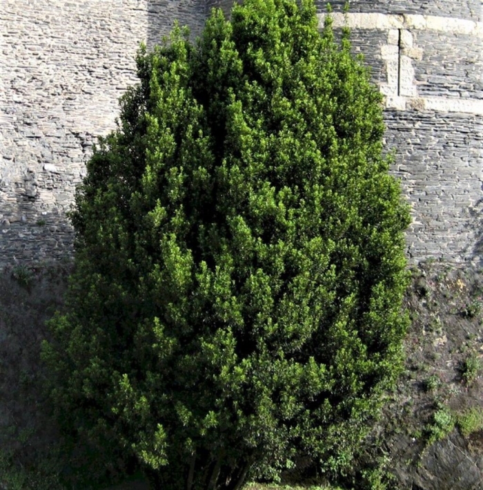 Тисс средний hillii