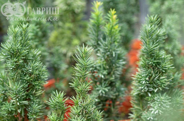 Тис ягодный fastigiata robusta