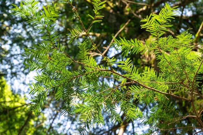 Тисо-самшитовая роща тис ягодный