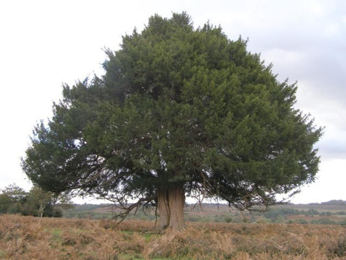 Тис ягодный дерево