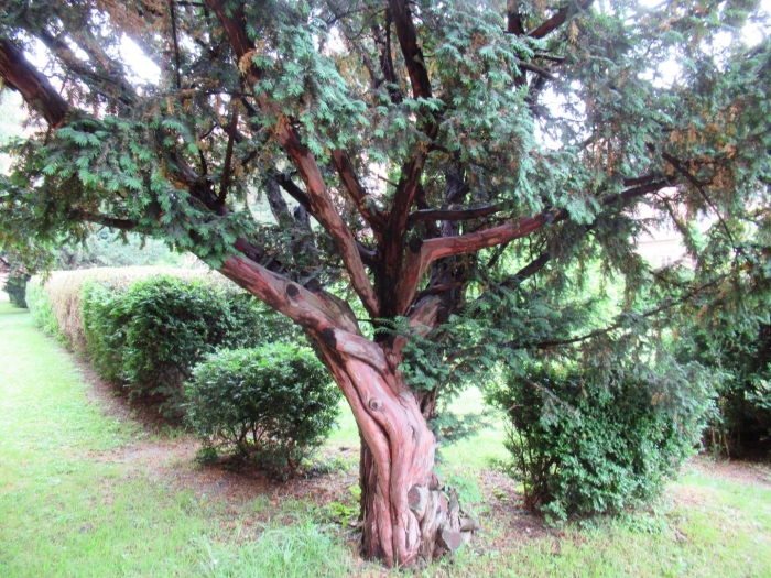 Arbutus andrachne