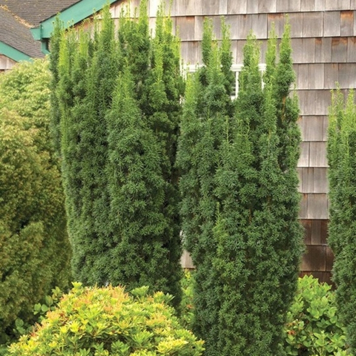 Тис ягодный fastigiata robusta