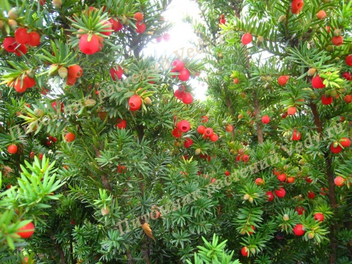 Тисс taxus baccata