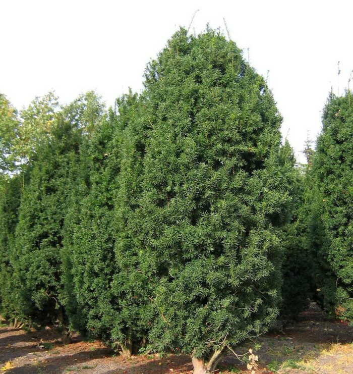 Тис средний хикси