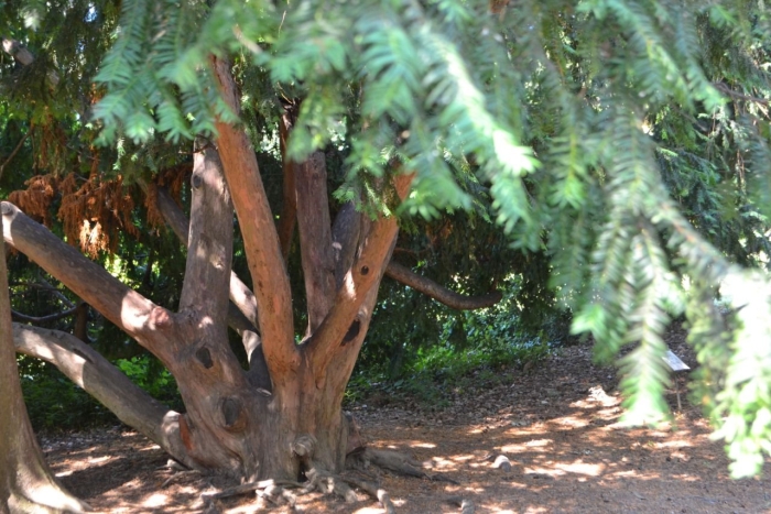 Секвойядендрон воронцовский парк