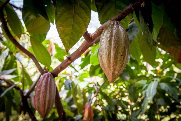 Theobroma cacao