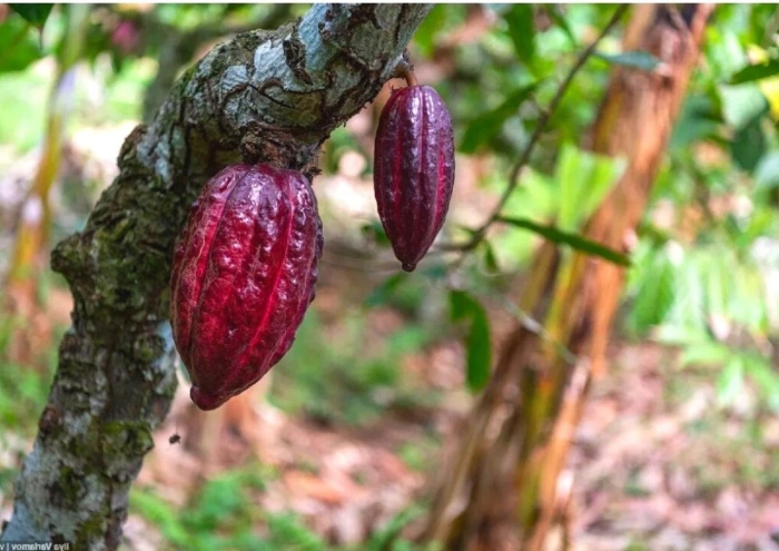 Шоколадное дерево