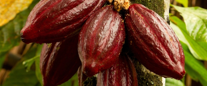 Дерево какао бобов