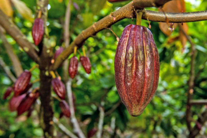 Theobroma cacao дерево