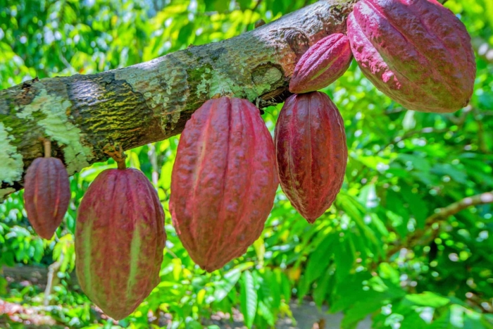 Theobroma cacao дерево