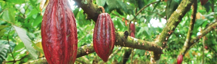 Theobroma cacao дерево