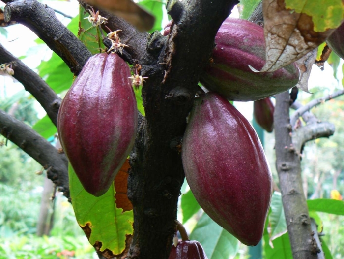 Theobroma cacao дерево