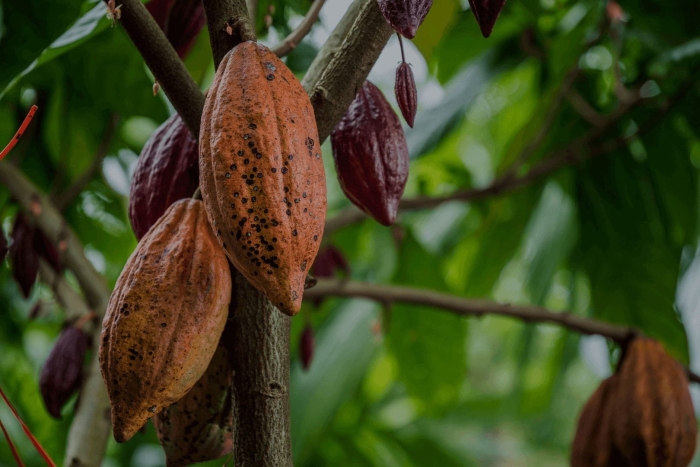 Theobroma cacao дерево