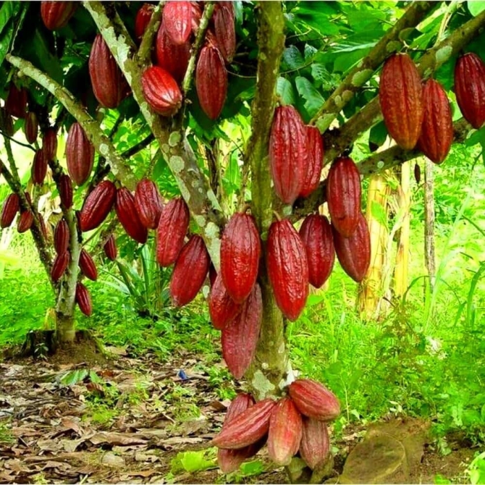 Какао (theobroma cacao)