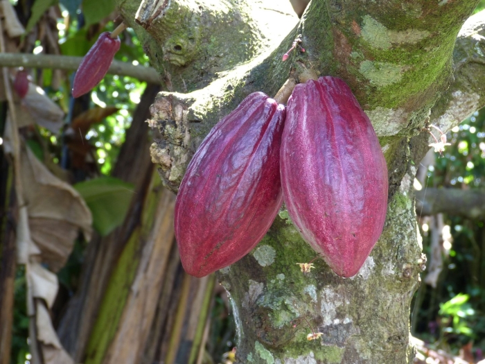 Cacao bean