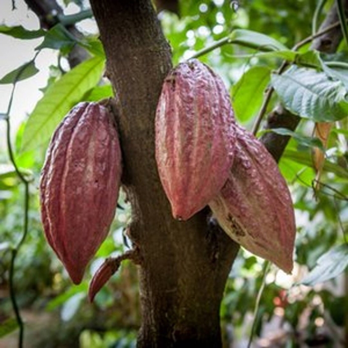 Theobroma cacao дерево