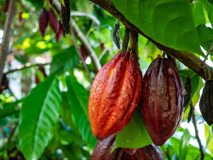 Какао (theobroma cacao)