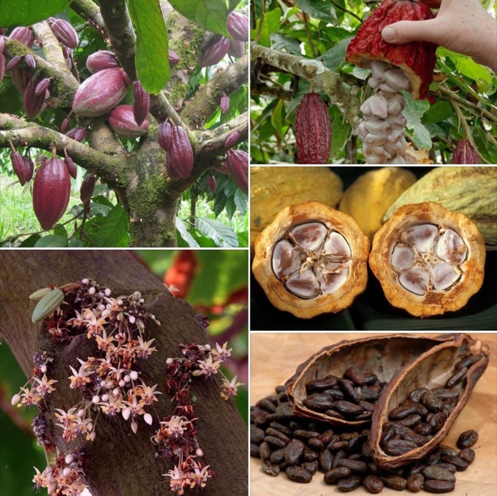 Какао в южной америке