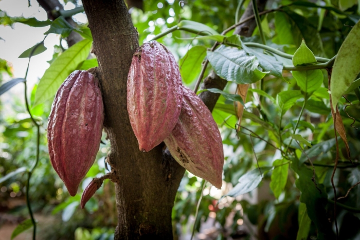 Theobroma cacao дерево
