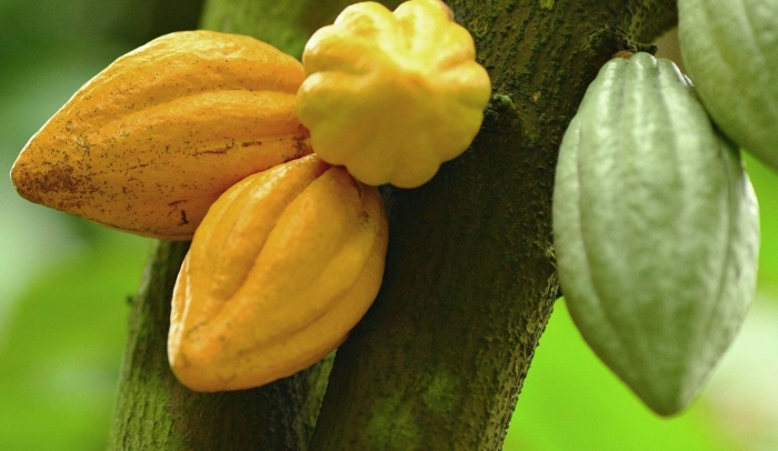 Какао (theobroma cacao)