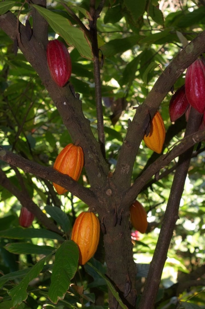 Theobroma cacao