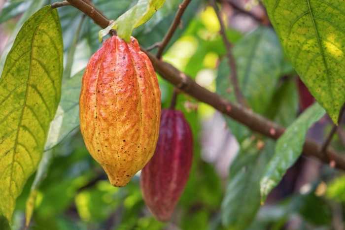 Theobroma cacao