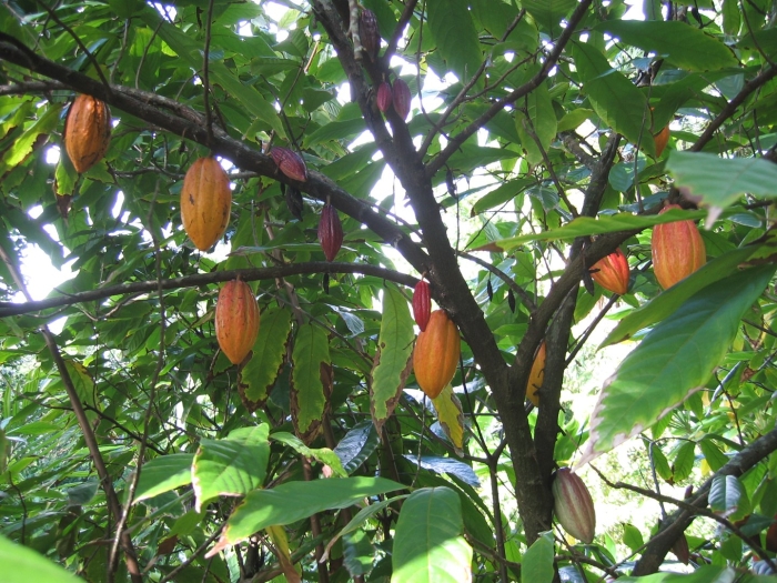 Шоколадное дерево (theobroma cacao)