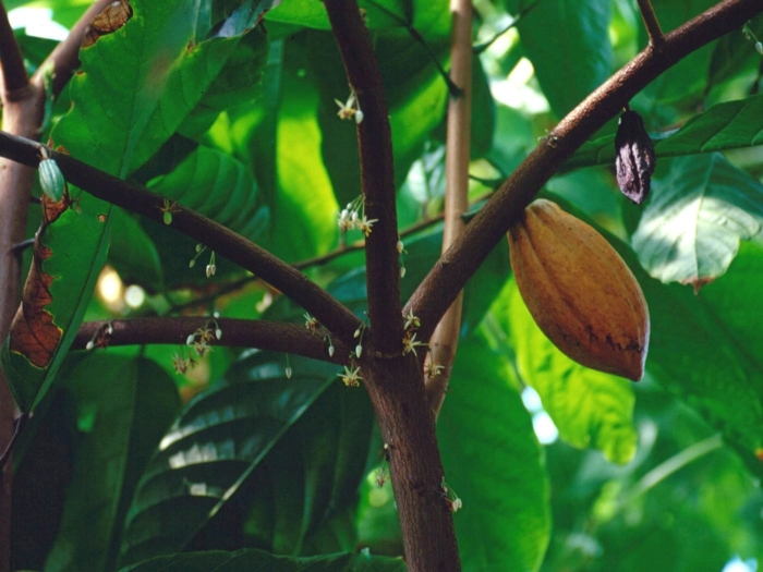 Какао дерево