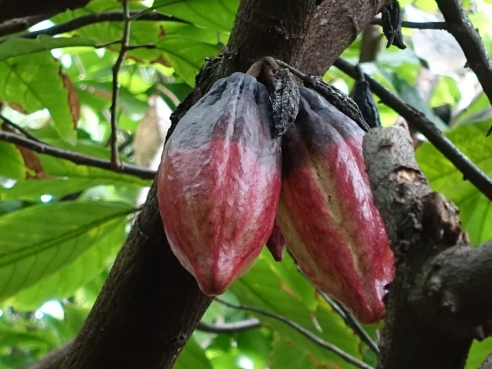 Theobroma cacao дерево