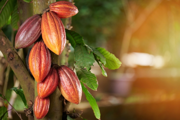 Theobroma cacao дерево