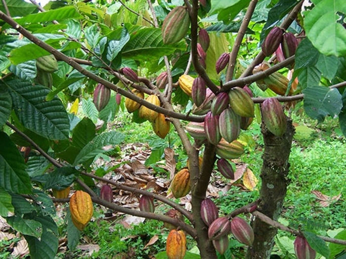 Theobroma cacao дерево