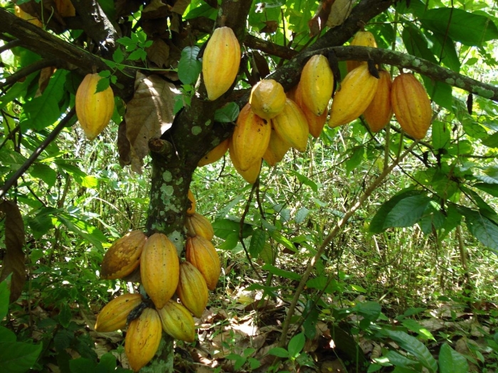 Какао (theobroma cacao)
