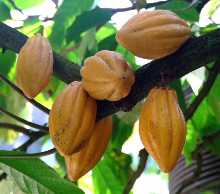 Какао (theobroma cacao)