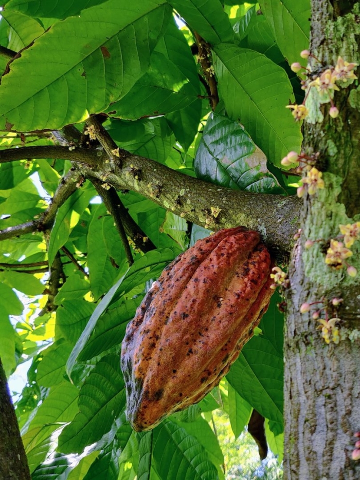 Theobroma cacao дерево