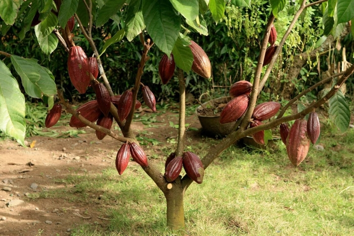 Шоколадное дерево (theobroma cacao)