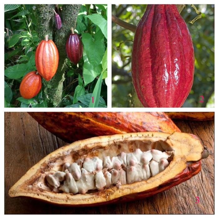 Теоброма какао дерево